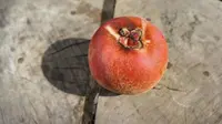 Buah Mentega Dibudidayakan di Surabaya, Apa Saja Manfaatnya?