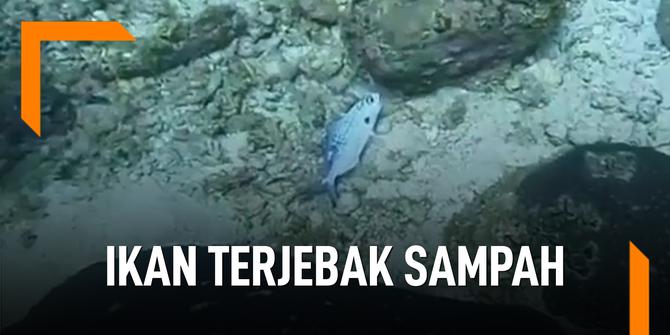 VIDEO: Memprihatinkan, Ikan Terperangkap Sampah Laut