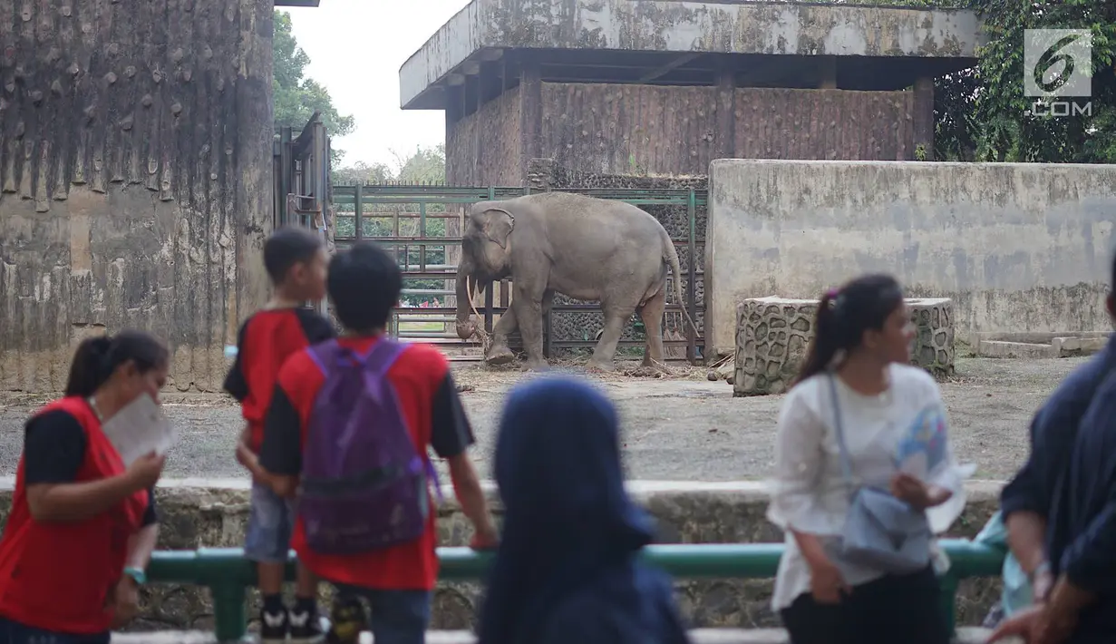 Wisatawan mengamati gajah saat berlibur di Taman Margasatwa Ragunan (TMR), Jakarta, Kamis (6/6/2019). Setidaknya sebanyak 49.394 warga Ibu Kota dan sekitarnya mengisi libur Lebaran bersama keluarga dengan mengunjungi destinasi liburan murah meriah tersebut. (Liputan6.com/Immanuel Antonius)