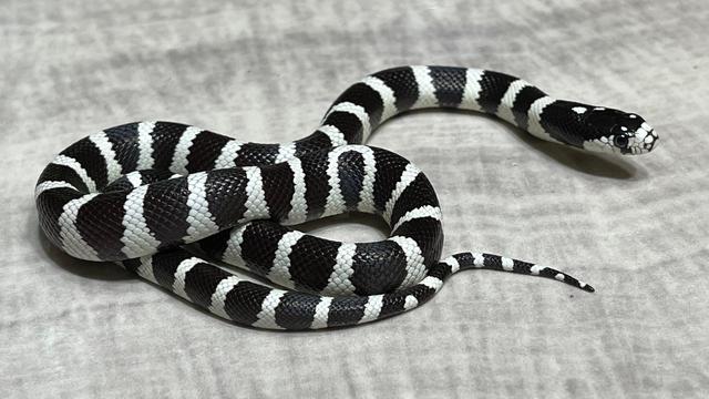 California King Snake