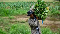 Peraturan Pemerintah Nomor 28 Tahun 2024 (PP 28/2024) berpotensi memberikan tekanan terhadap berbagai sektor, termasuk industri hasil tembakau (IHT). (CHAIDEER MAHYUDDIN/AFP)