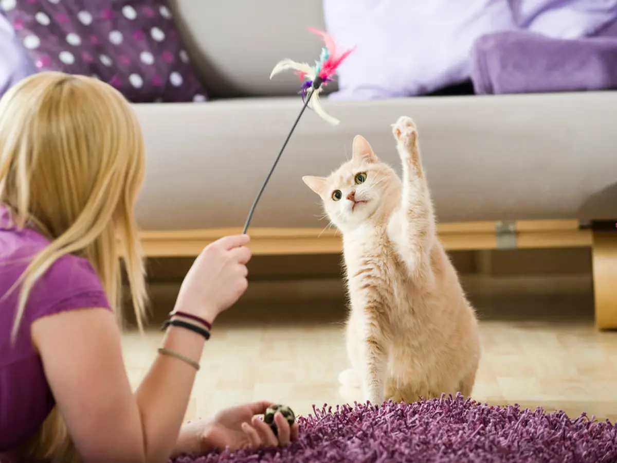 6 Latihan Fisik yang akan Dinikmati Kucing Kesayangan - Ragam Bola.com