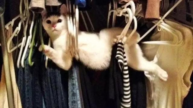 10 Potret Nyeleneh Kucing Tersangkut Waktu Usil, Penampakannya Bikin Nyengir