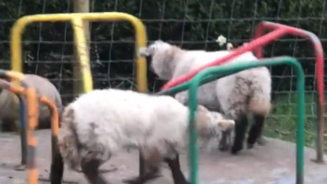 6 Potret Hewan Menyerbu Kota Saat Orang-Orang Karantina Diri di Rumah