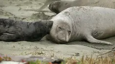 Gajah laut dan anak-anaknya terlihat di Pantai Drakes, California, Jumat (1/2). Pemerintah setempat memutuskan menutup pantai itu hingga para gajah laut memutuskan untuk pergi, meski tak jelas kapan mereka akan meninggalkan tempat itu. (AP/Eric Risberg)