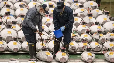 Peserta melihat tuna beku saat penjual grosir dan pembeli menghadiri lelang tuna pertama Tahun Baru di pasar ikan Toyosu di Tokyo (5/1/2023). Sejak pagi ratusan peserta lelang juga turut memeriksa kualitas daging ikan tuna tersebut. (AFP/Richard A. Brooks)