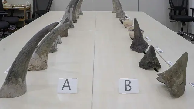 Pria Afrika Selatan Nekat Selundupkan Cula Badak 34,7 Kg via Bandara Changi, Jumlah Terbesar dalam Sejarah Singapura