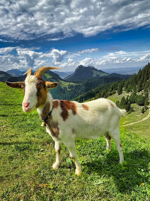 Kambing Alpine (Image by Jürgen Wegscheider from Pixabay)