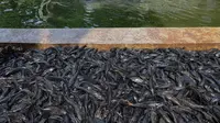Fakta Lain Ikan Sapu-Sapu Ternyata Bisa Turunkan Fungsi Otak
