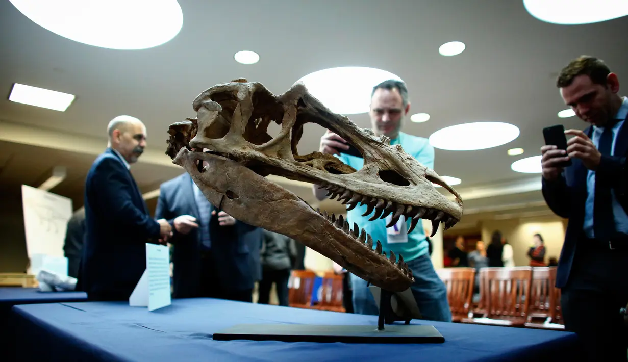 Tampak pria mengambil gambar Fosil kepala Dinosaurus saat pemulangan fosil kepada pihak Mongolia di New York, Amerika, (5/4). Fosil asal Mongolia tersebut merupakan fosil dar salah satu dinosaurus terlangka bernama Alioramus . (Kena Betancur/AFP)