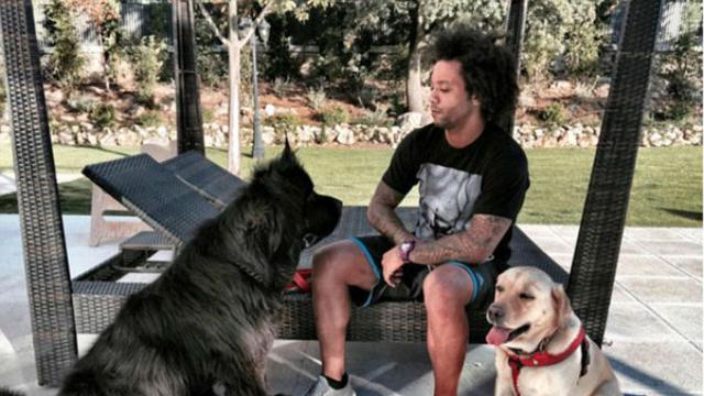 Marcelo (Real Madrid) dan dua anjingnya