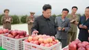 Pemimpin Korea Utara Kim Jong Un melihat hasil panen apel di Pyongyang, Minggu (18/9). Selain untuk melihat hasil panen, kedatangan Kim Jong Un juga untuk memberi bimbingan kepada Kosan Combined Fruit Farm. (REUTERS/KCNA) 