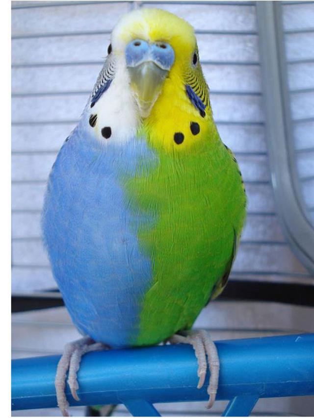 Selain Kucing, 7 Hewan Ini Punya Corak Bulu Bentuk Unik Sedari Lahir