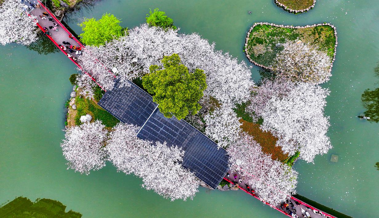 Foto udara memperlihatkan orang-orang sedang menikmati keindahan bunga sakura bermekaran di sebuah taman di Ningbo, Provinsi Zhejiang, China, 20 Maret 2023. (STR/AFP)