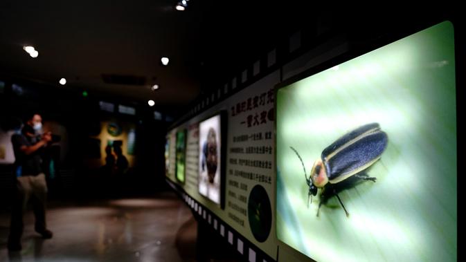 Orang-orang mengunjungi Museum Entomologi Shanghai di Shanghai, China timur (24/8/2020). Selama Festival Sains Shanghai yang berlangsung dari 23-29 Agustus, Museum Entomologi Shanghai akan menyuguhkan livestreaming tentang sains, pengalaman interaktif. (Xinhua/Zhang Jiansong)