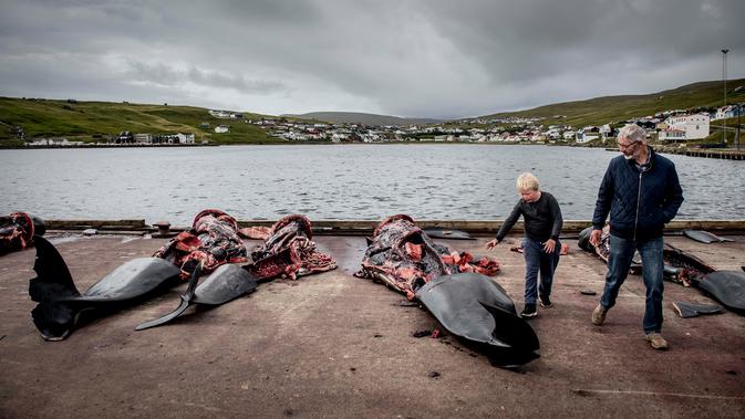Seorang pria dan anak-anak berjalan di antara paus pilot di dermaga di Jatnavegur, dekat Vagar, Kepulauan Faroe, Denmark, Rabu (22/8). Paus pilot menyumbang 30 persen total produksi daging lokal di Faroe. (MADS CLAUS RASMUSSEN/RITZAU SCANPIX/AFP)