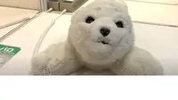 Robot Boneka Anjing Laut Buatan Jepang Bantu Anak-Anak Difabel Ukraina
