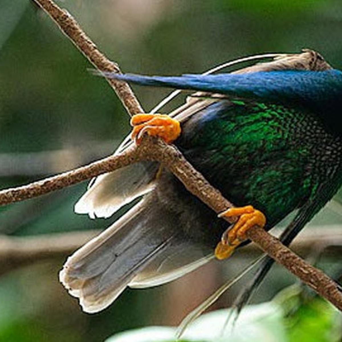 Kawasan Pengamatan Burung Bidadari - Wesata.ID