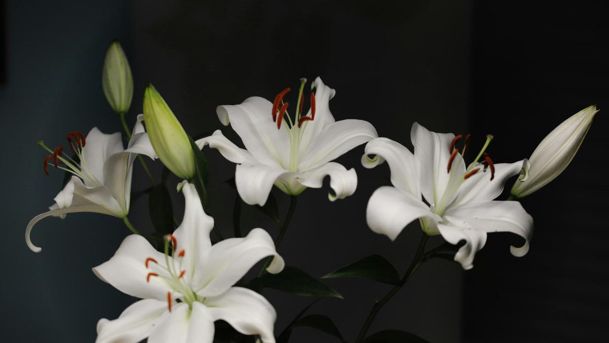 Rahasia Merawat Bunga Lili agar Mekar Indah dan Tahan Lama