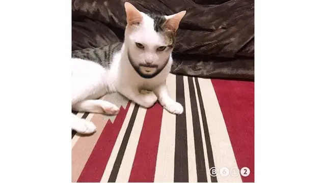 4 Foto Kucing Gunakan Aplikasi Filter Ini Kocak Abis