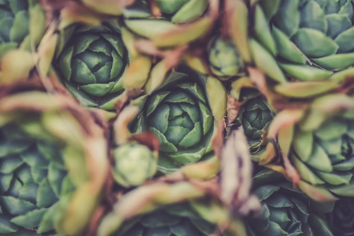 [Fimela] Artichoke