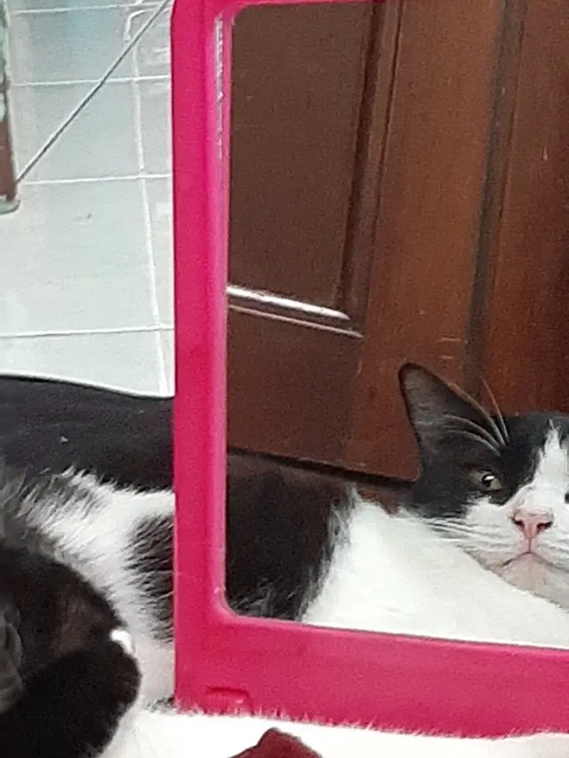Kucing bercermin