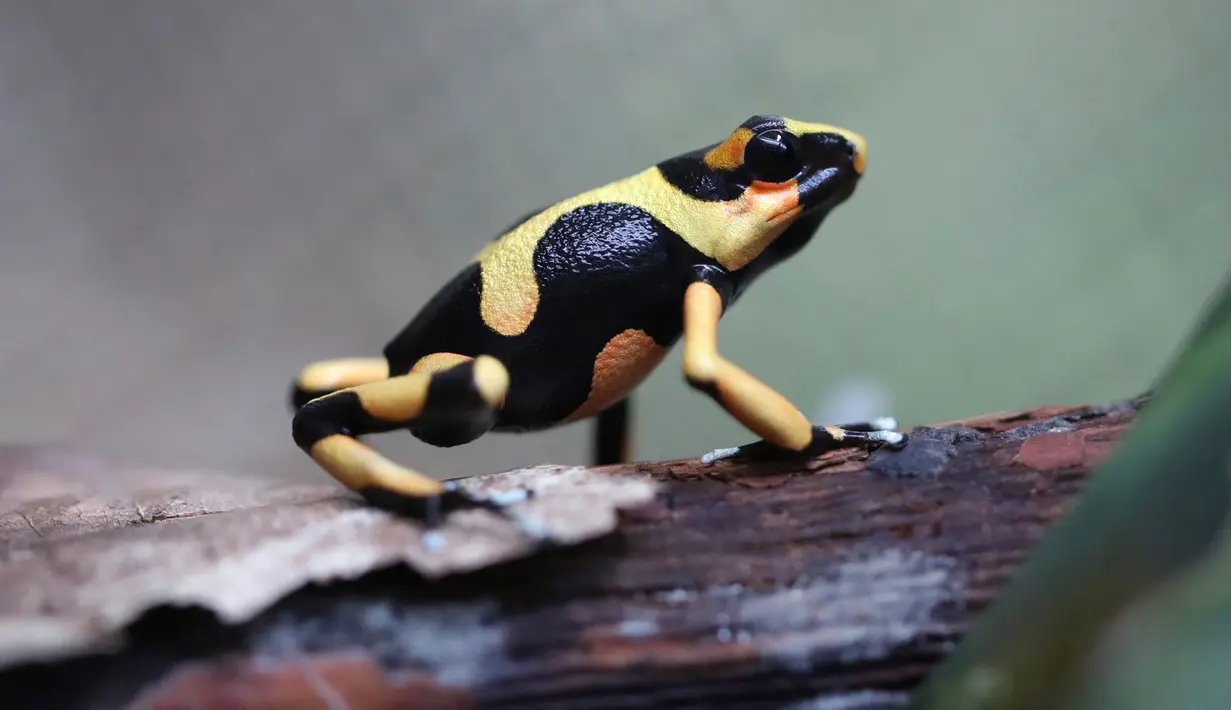 Oophaga Lehmanni kuning terlihat di pusat penangkaran katak Tesoros de Colombia di Cundinamarca, Kolombia, Selasa (23/4/2019). Sejak penangkaran ini mulai mengekspor ke AS harga katak jenis ini turun 50 persen di pasaran. (AP Photo/Fernando Vergara)