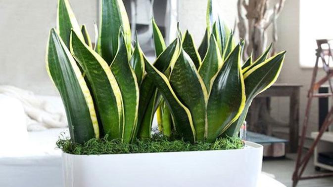 Snake Plant (lidah mertua). Foto: WittyFeed