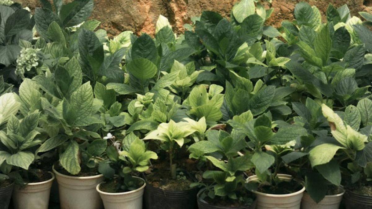 Panduan Menanam Sayuran di Pot atau Polybag, Praktis untuk Memulai Hobi Berkebun