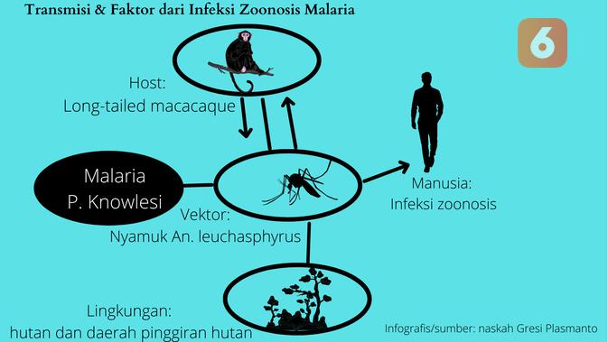 Infograsi transmisi dan faktor dari infeksi zoonosis malaria. (Liputan6.com/Gresi Plasmanto)