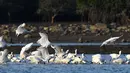 Sekawanan ibis sendok berwajah hitam terlihat di sebuah taman lahan basah di Guangcun, Kota Danzhou, Provinsi Hainan, China selatan (28/12/2020). Banyak ibis sendok berwajah hitam datang ke Danzhou karena cuaca yang hangat di sana pada musim dingin. (Xinhua/Yang Guanyu)
