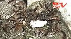 liputan6