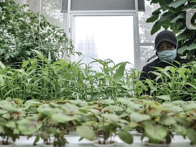 Anggota Kelompok Wanita Tani (KWT) Teratai saat melakukan perawatan tanaman sayur hidroponik di rumah kaca Green House, Sunter Muara, Jakarta, Minggu (13/12/2020). (merdeka.com/qbal S. Nugroho)