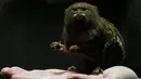 Seekor Pigmi  Marmoset terlihat di Hong Kong Ocean Park, Hong Kong , Cina, (2/2). Marmoset merupakan monyet terkecil di dunia, hal ini dilakukan karena bertepatan dengan tahun baru Cina yang bershio monyet. (REUTERS / Bobby Yip)
