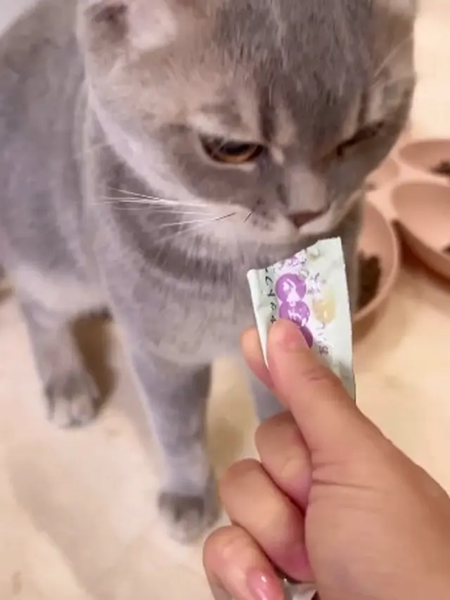 Dulu Sempat Takut, Ini 7 Potret Prilly Latuconsina Adopsi Kucing Imut Bernama Mochi