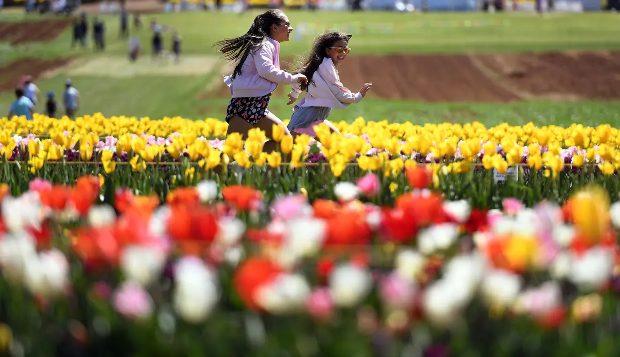 Dua orang anak berlari di antara bunga tulip selama Tesselaar Tulip Festival di Silvan, Dandenong Ranges, Melbourne (27/9). Pengunjung antusias melihat lebih dari satu juta warna-warni bunga, termasuk 900.000 tulip. (AFP Photo/William West)