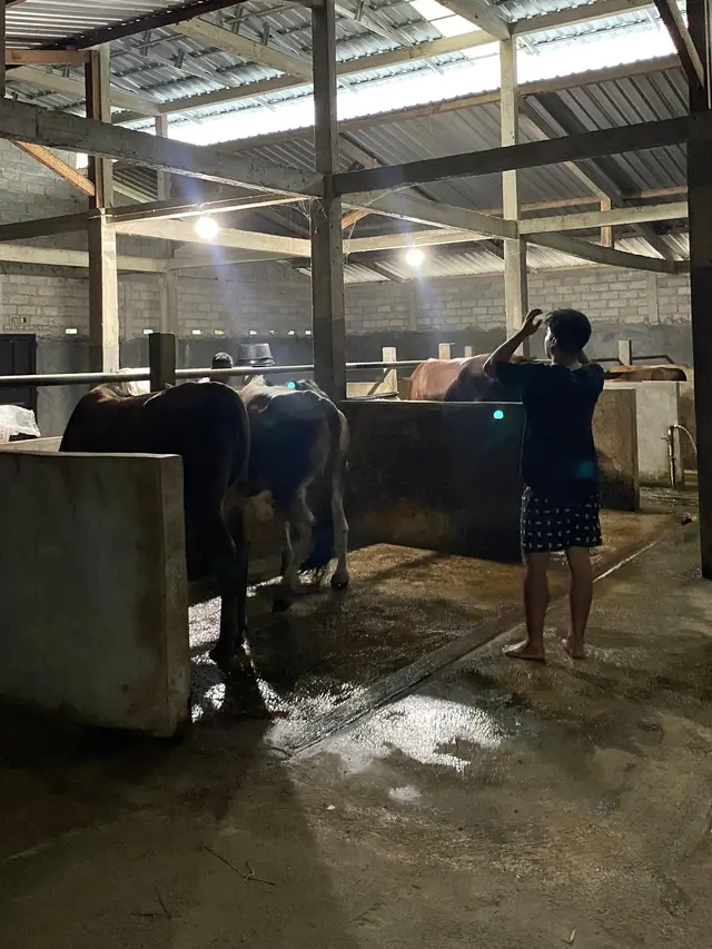 Peternakan Lembu Khambali Farm