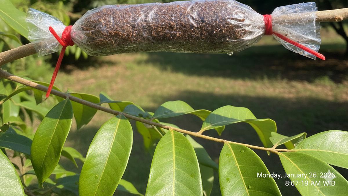 11 Rekomendasi Tanaman Buah Cangkokan dalam Pot, Cepat Berbuah, Mudah Dirawat