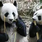 Le Le (kanan) merayakan ulang tahunnya yang pertama bersama ibunya Jia Jia dengan makan bambu dalam pameran hutan panda raksasa River Wonders di Singapura, Jumat (12/8/2022). Perayaan ulang tahun Le Le yang luar biasa ini akan berlanjut hingga akhir pekan. (Roslan RAHMAN/AFP)