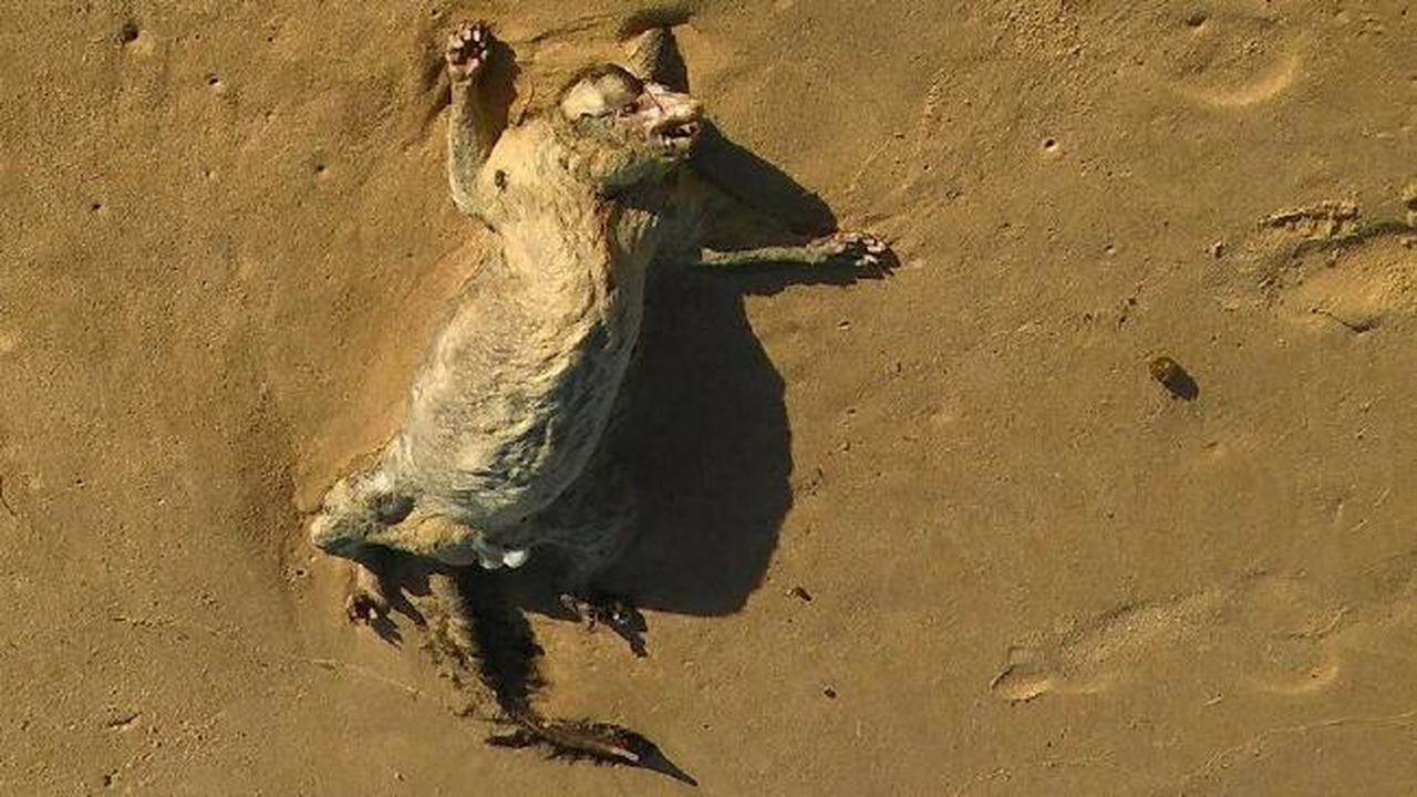 Misteri Hewan Mengerikan Bergigi Tajam Terdampar di Pantai