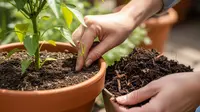 10 Cara Ampuh Basmi Gulma di Pot Cabai untuk Hasil Panen Maksimal