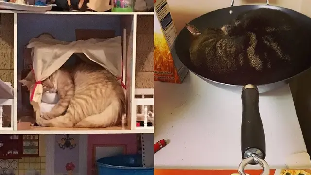 kucing tidur di tempat tak semestinya