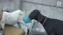 Seekor kambing memakanan sampah plastik di tempat pembuangan sampah di kawasan Sunter, Jakarta, Rabu (8/5). Sulitnya mencari rumput di Ibukota menyebabkan para peternak terpaksa membiarkan hewan-hewan tersebut mengais makanan tidak pada tempatnya. (Liputan6.com/Immanuel Antonius)