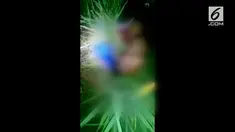 Tiga warga di Pantura Patok Besi Subang Jawa Barat, tewas tersambar petir