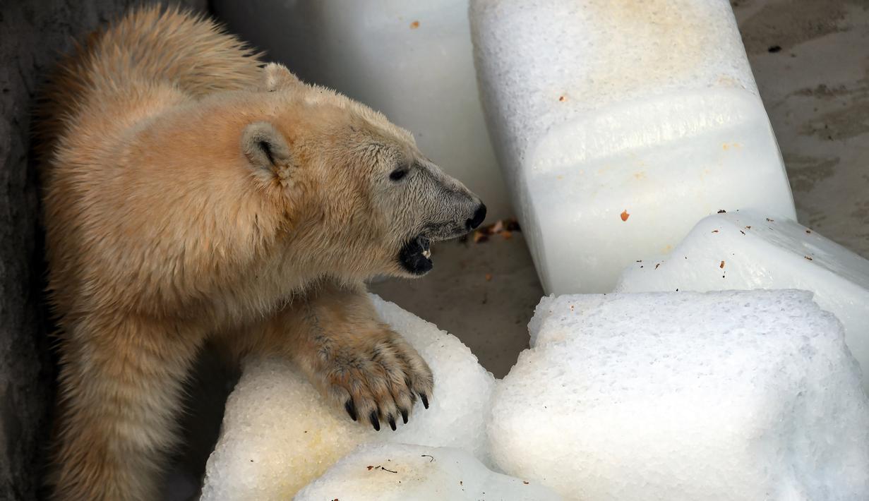 Seekor beruang kutub, Szeriy, berbaring di atas balok es raksasa di Kebun Binatang dan Kebun Raya Budapest, Hungaria, 4 Agustus 2017. Gelombang panas ekstrem ini diperkirakan akan berlangsung hingga Rabu (9/8) pekan depan. (ATTILA KISBENEDEK/AFP)