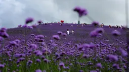 Para wisatawan menikmati pemandangan padang verbena yang terletak di Gaopo, Guiyang, Ibu Kota Provinsi Guizhou, China, 14 Agustus 2020. (Xinhua/Zhang Hui)