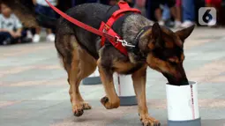 Satuan Polisi Satwa K9 bersama anjing pelacak khusus melakukan simulasi pendeteksian bahan peledak di area Car Free Day,Bundaran HI, Jakarta, Minggu, (16/2/2020). Simulasi untuk mengedukasi tentang cara kerja anjing pelacak saat menemukan bahan peledak yang disembunyikan. (Liputan6.com/Johan Tallo)