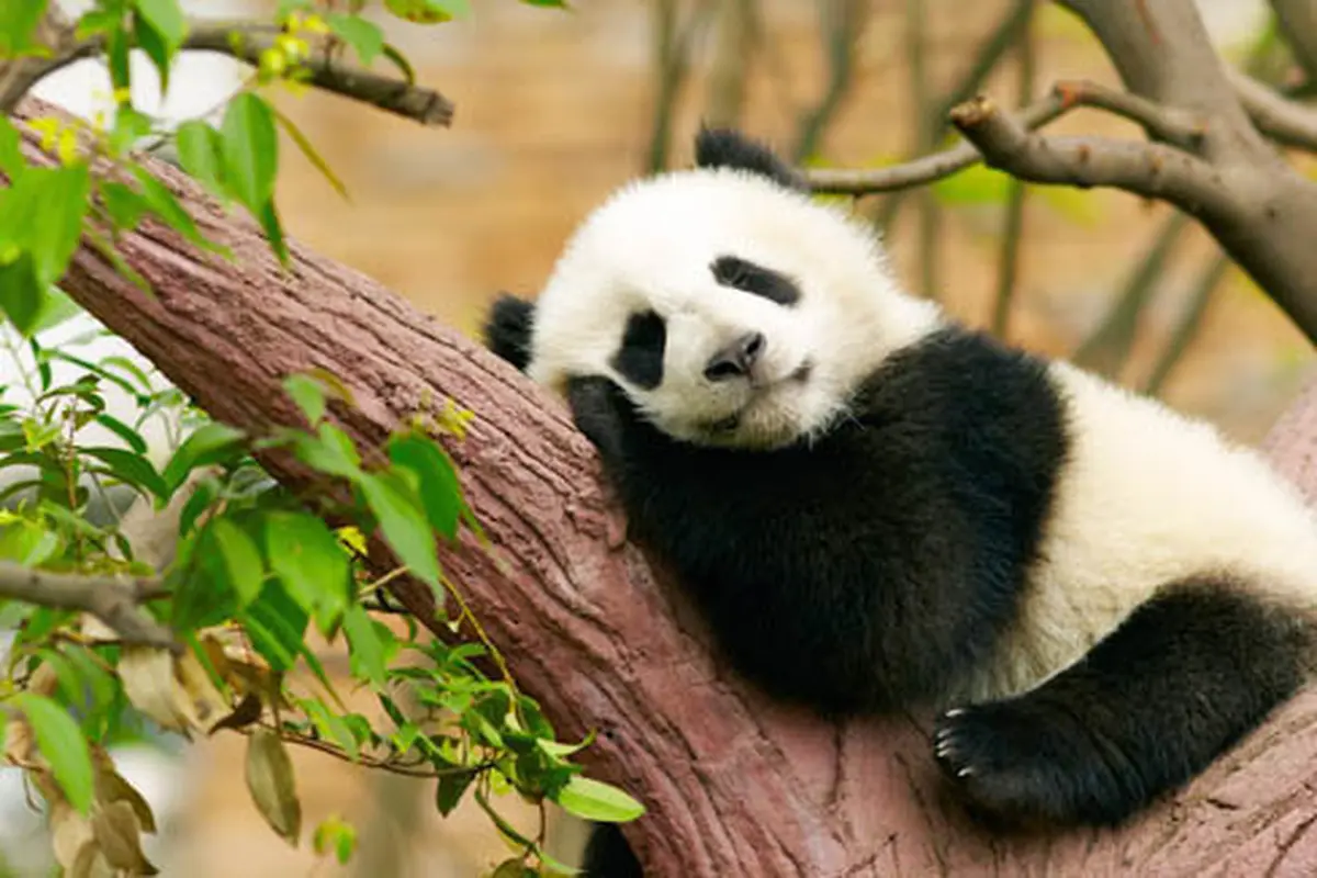 Photo: Copyright  Shutterstock.com