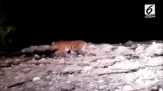 Badan Konservasi Sumber Daya Alam Sumatera Barat berhasil menangkap seekor harimau Sumatera. Kehadiran harimau itu meresahkan karena memakan ternak milik warga.