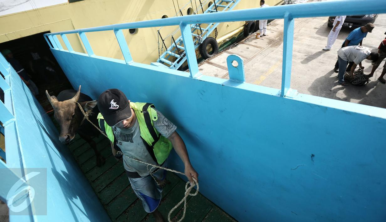 Petugas melakukan bongkar muat sapi yang baru tiba di Pelabuhan Tanjung Priok, Jakarta, Selasa (9/2). Pemerintah mendatangkan 500 ekor sapi agar bisa menekan harga daging di pasaran hingga kisaran Rp 85.000-Rp 90.000 per kg. (Liputan6.com/Faizal Fanani)